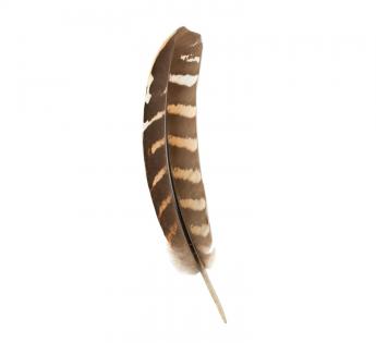 Plumes pour chapeau Plumes pour Chapeau